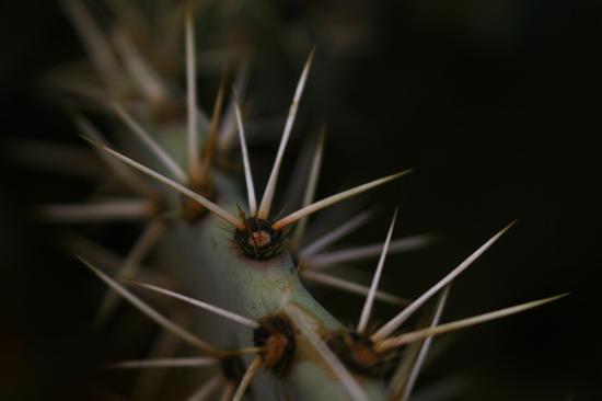 Cactus Pricker #1