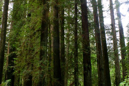 The Redwoods Forest