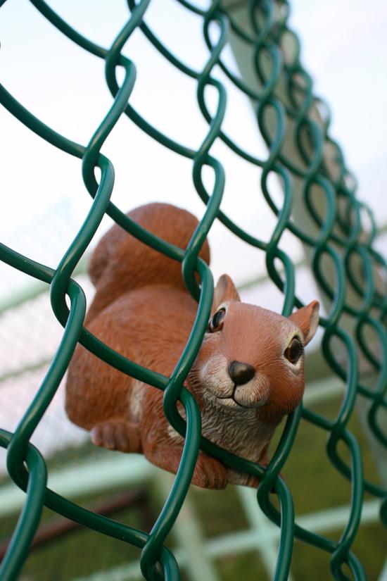 Caught in the Fence