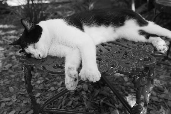 Hemingway's Cat, well 1 of 49