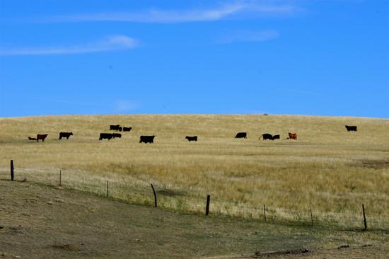 Cattle in the Distance