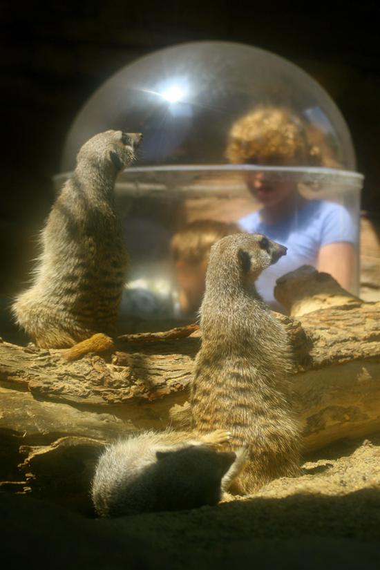 Meerkat Planet