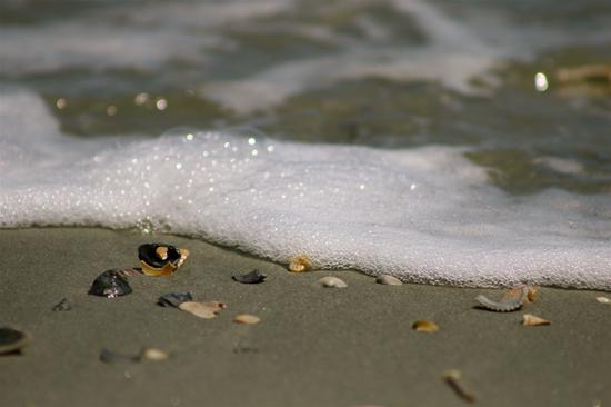 Beach Shell Life #1
