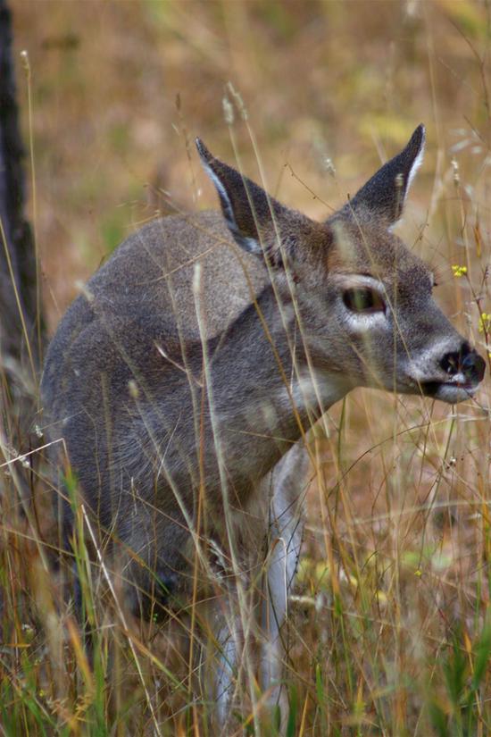 A Young Deer